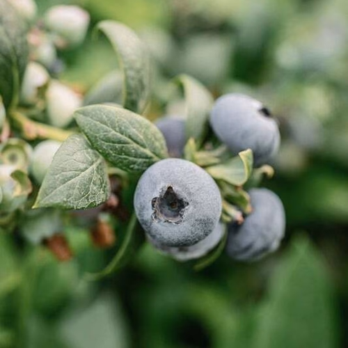 Bunch of blueberries