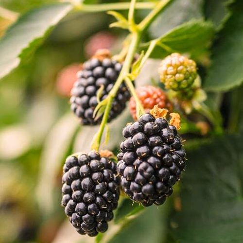 Blackberries on a bush