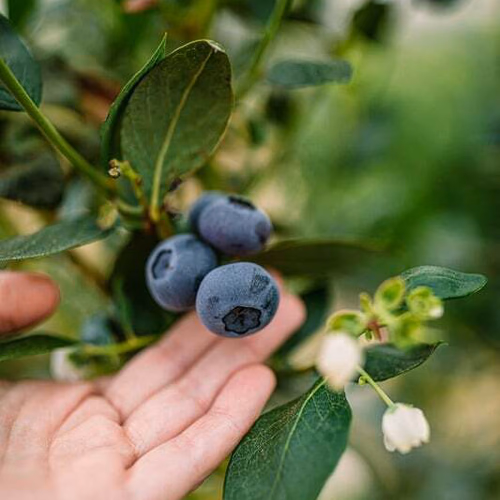 Blueberry Bush with hand touching berries