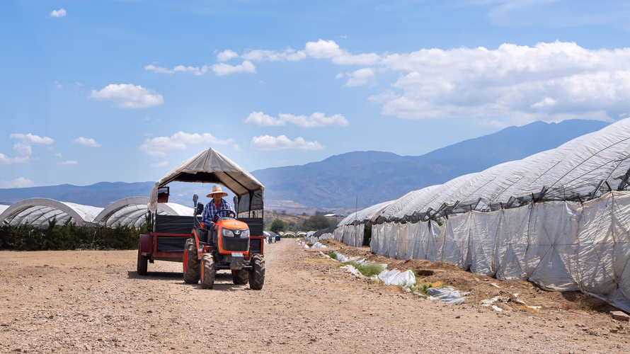 A man in a tractor on a berry farm.