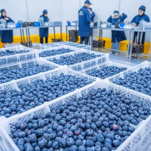Boxes of Blueberries with workers in background