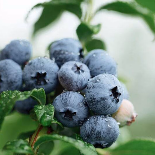 Blueberries on a bush