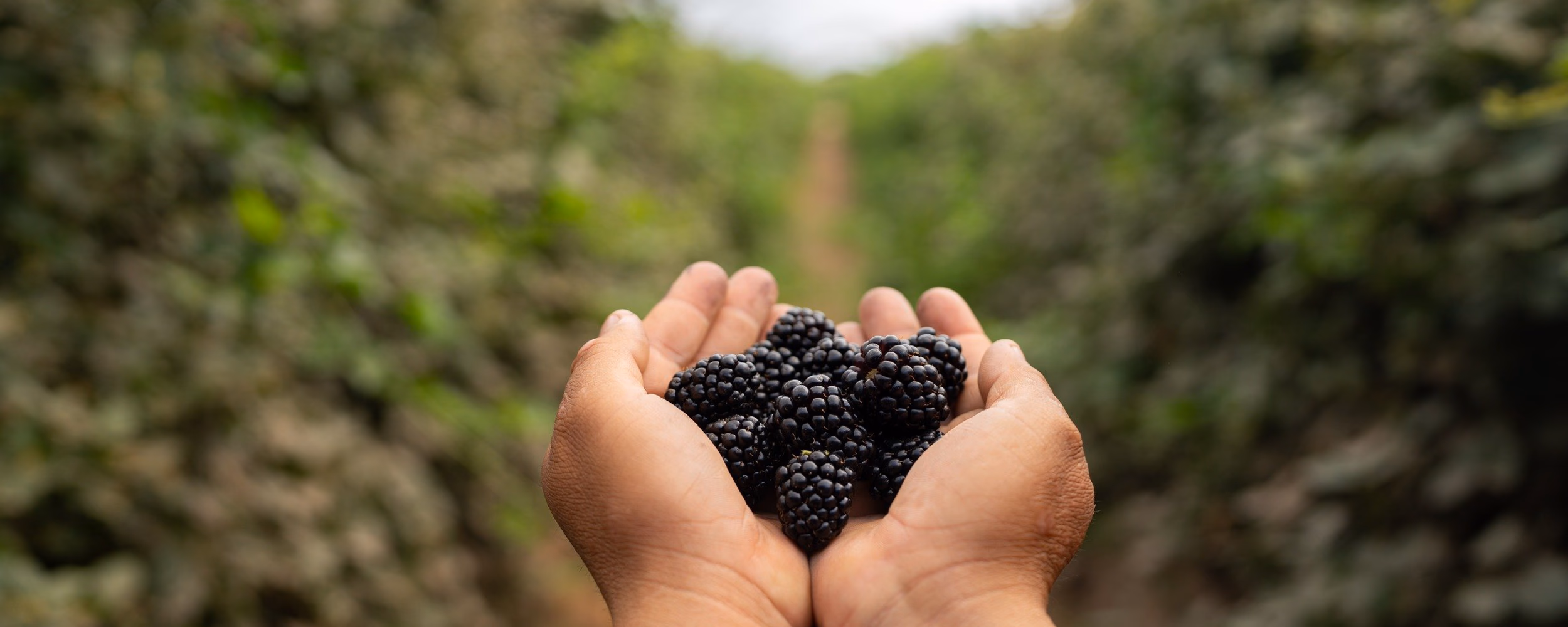 A handful of blackberries with out of focus farm background.